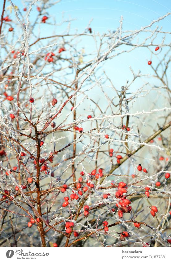 frozen rosehips Berries Rose hip Nature Plant Sky Winter Ice Frost Bushes Agricultural crop Illuminate Healthy Bright Cold Wild Red Colour Climate Environment