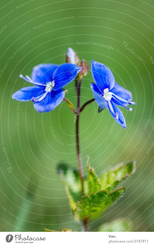 green-blue Nature Plant Summer Flower Leaf Blossom Garden Meadow Blue Green Colour photo Multicoloured Exterior shot Close-up Macro (Extreme close-up)