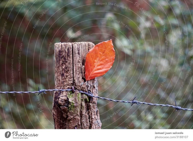 brown tree leaf on the barbed wire fence in autumn season Leaf Brown Loneliness Isolated (Position) Ground Nature Natural Exterior shot Neutral Background