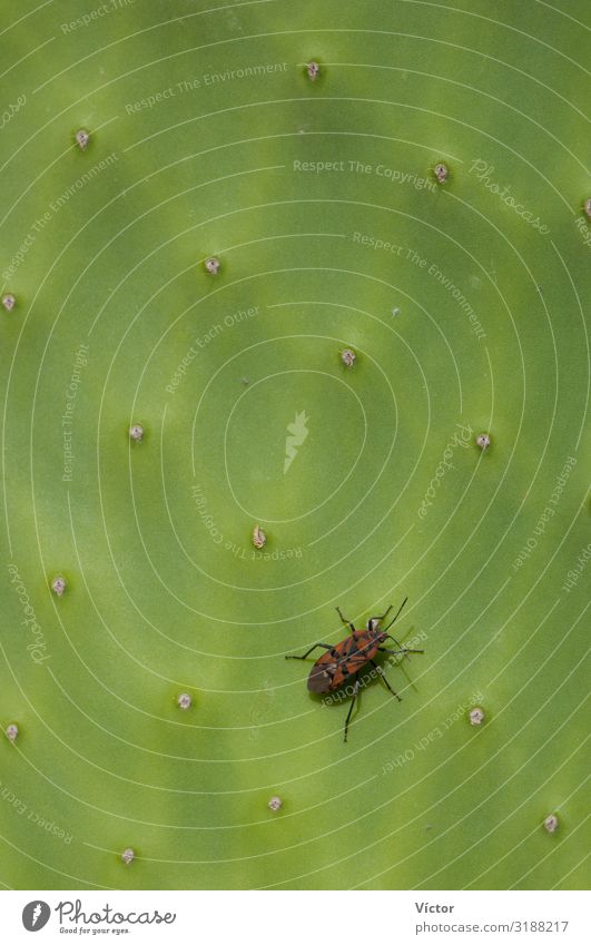 Seed bug (Spilostethus pandurus) on a pad of barbary fig (Opuntia maxima). Timijiraque Protected Landscape. Valverde. El Hierro. Canary Islands. Spain. Nature