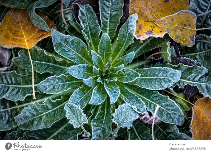 A touch of hoarfrost lies on the leaves of evening primrose Nature Plant Winter Weather Ice Frost Flower Leaf Wild plant foliage Oenothera Poplar poplar leaf
