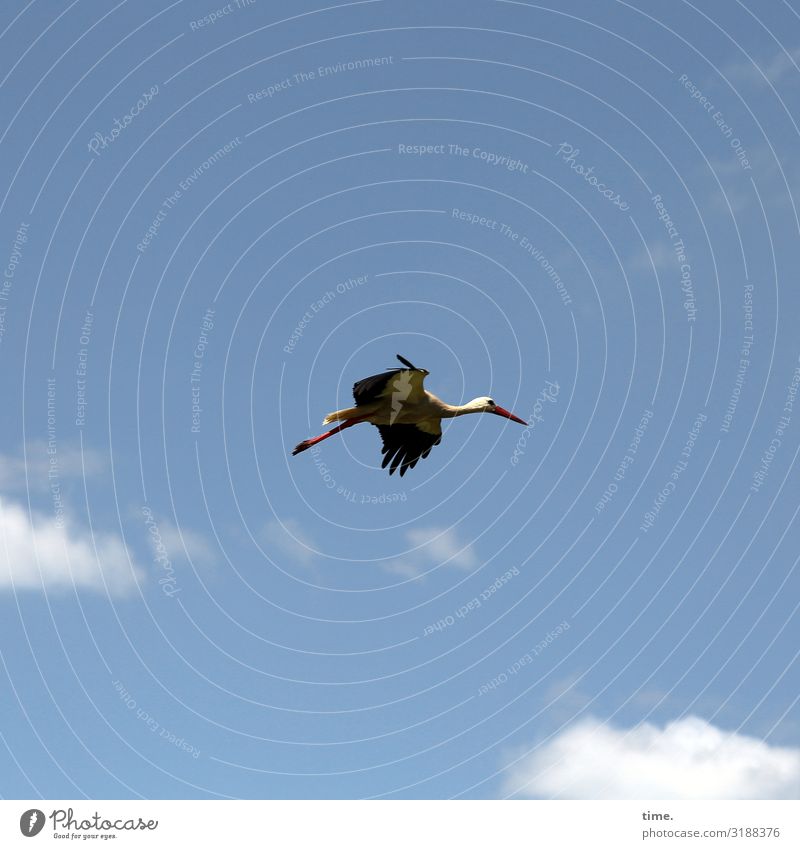 Looking For Adventure Nature Sky Clouds Beautiful weather Animal Wild animal Bird Stork 1 Observe Flying Self-confident Determination Life Endurance Curiosity