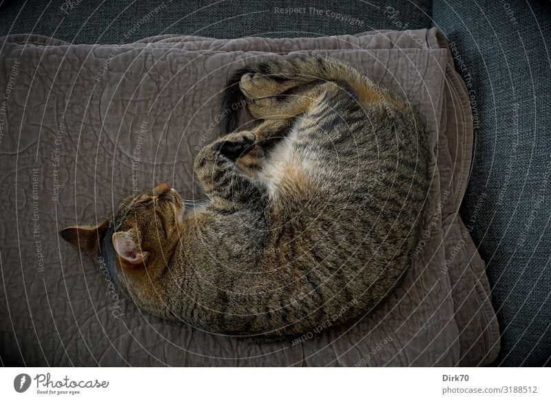 Cat resting ... Well-being Living or residing Flat (apartment) Animal Pet Tabby cat Tiger skin pattern 1 Blanket Sofa Lie Sleep Dream Cuddly Trust Safety