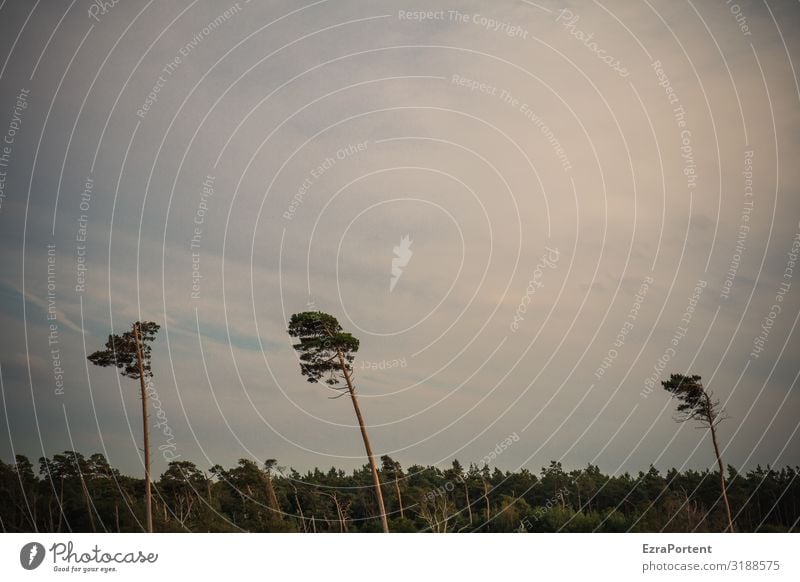 Wind shaped Environment Nature Landscape Sky Clouds Climate Tree Forest Baltic Sea Blue Green White 3 Pine Structures and shapes Colour photo Subdued colour