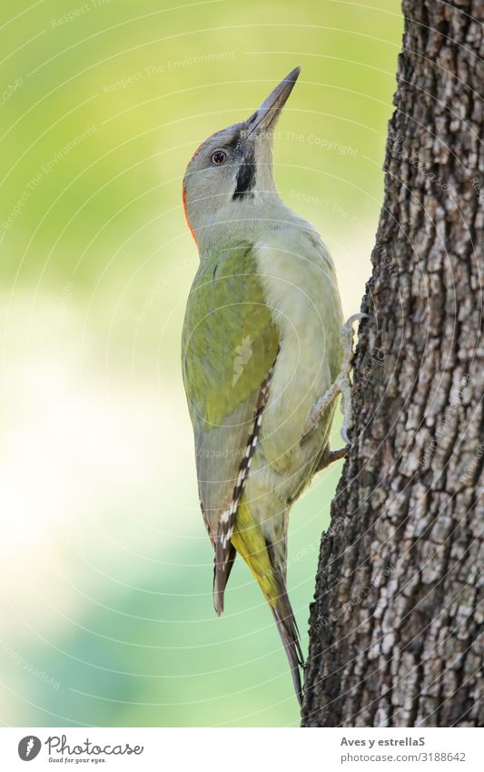 European green woodpecker (Picus viridis) on a tree trunk Animal Bird Woodpecker Beak Eyes Feather Green Grass chopper picus viridis European Greenfinch