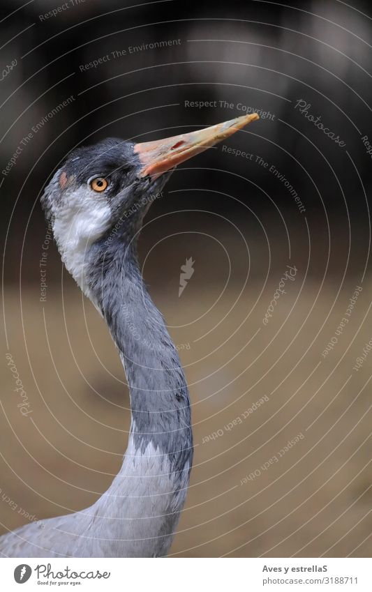 Close-up portrait of a common crane (Grus grus) Bird Crane Portrait photograph Animal Beak Feather Wild Eyes Gray Neck Common Raven