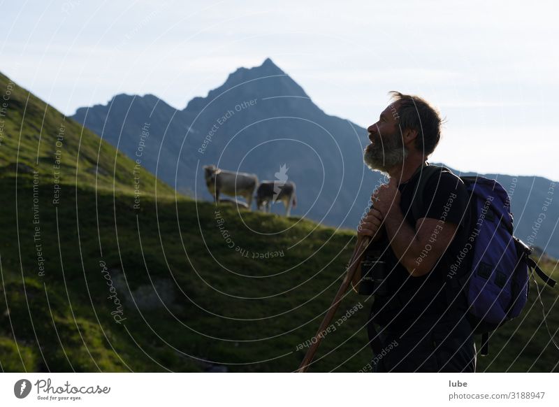 shepherd's eye Agriculture Forestry Masculine 1 Human being 45 - 60 years Adults Environment Nature Landscape Summer Climate Hill Rock Alps Mountain Peak Animal