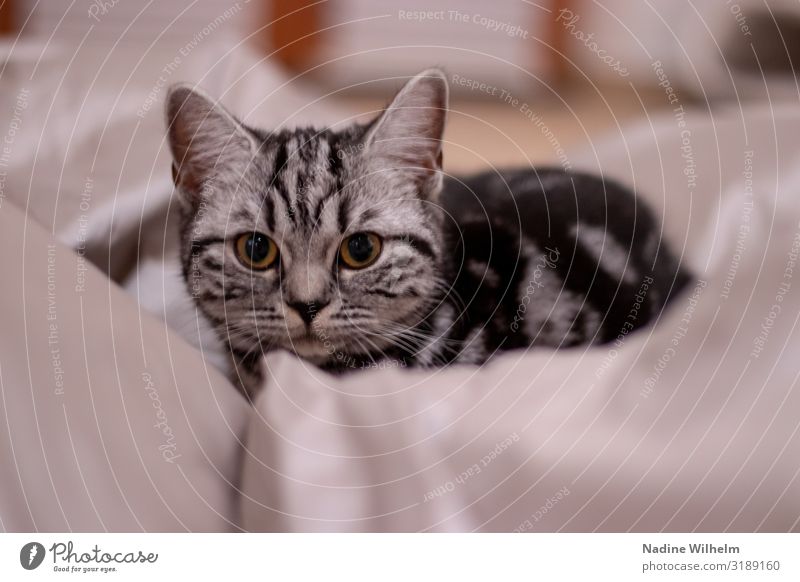 1,891 Angry Cat Face Stock Photos, High-Res Pictures, and Images