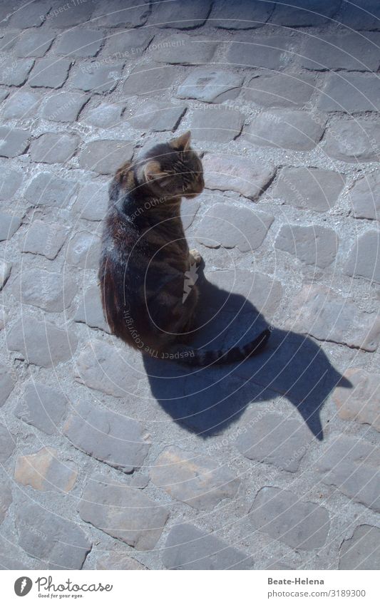Shadow play: Cat turns into a snail Animalistic Crumpet Colour photo Animal portrait Pet Domestic cat Cute game Sun fun Marvel sunshine Light
