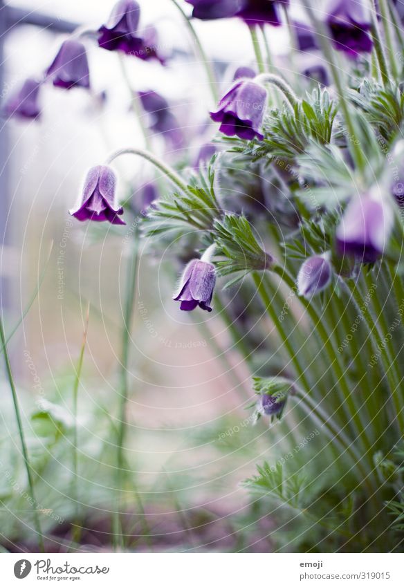 leela Environment Nature Plant Flower Blossom Natural Green Violet Tulip Colour photo Exterior shot Macro (Extreme close-up) Deserted Day Shallow depth of field