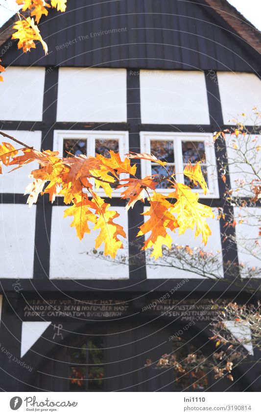 trussed gable Landscape Autumn Beautiful weather Tree Leaf Oak leaf Park House (Residential Structure) Half-timbered facade Facade Window Monument Brown Yellow