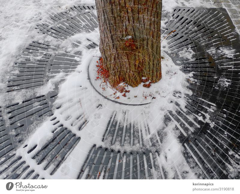 winter tree Tree Tree trunk Tree section Linz (Danube) Park Grating Metal grid Circular Round Circle Colour photo Exterior shot Day