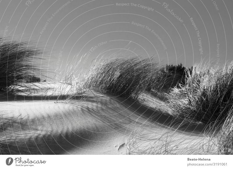 Gone with the wind 3 Sand duene Drifting bank Beach Ocean coast Nature Landscape Vacation & Travel Marram grass black-white