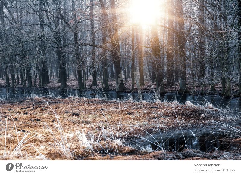 November weather Calm Trip Nature Landscape Sun Autumn Winter Weather Beautiful weather Ice Frost Flower Grass Meadow Forest Bog Marsh Brook Faded Cold Moody