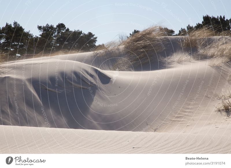 Gone with the Wind 2 Sand Beach Ocean duene Vacation & Travel Beach dune drifts Marram grass Landscape