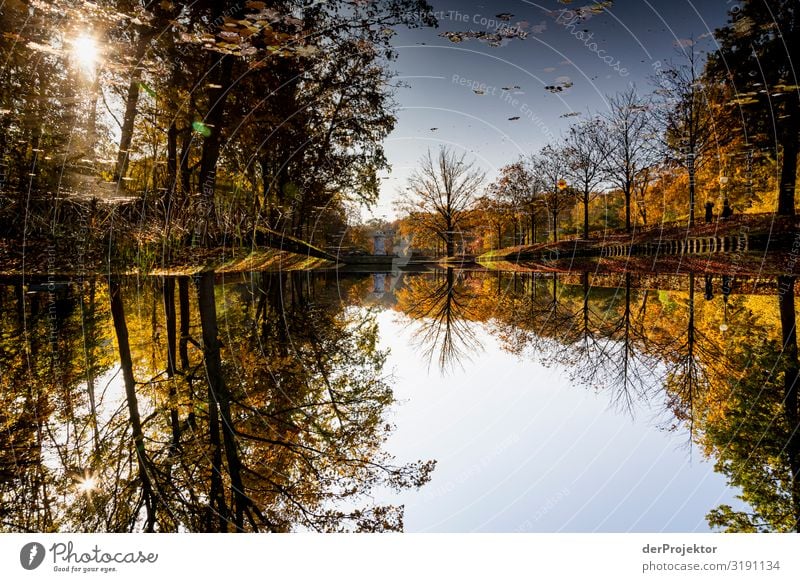 When down is up: Tiergarten in Berlin Vacation & Travel Tourism Trip Freedom Sightseeing City trip Environment Nature Garden Park Pond Deserted