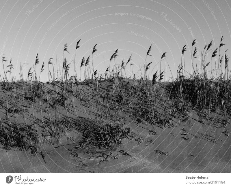 Vom Winde verweht 1 Sand Strand Sommer Ufer Meerkat Landschaft Natur Düne Verwehungen Dünengras