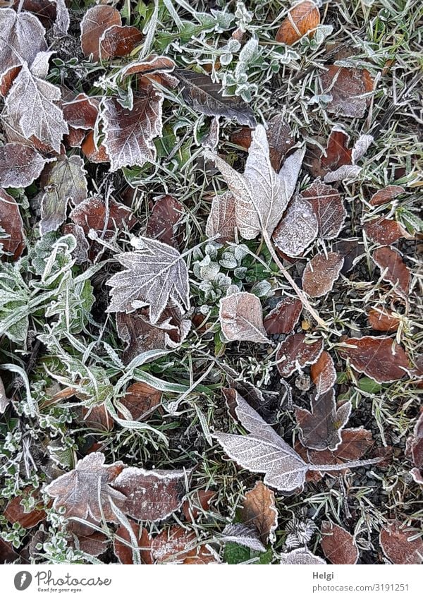 many different autumn leaves on the ground covered with hoarfrost Environment Nature Plant Autumn Ice Frost Grass Leaf Autumn leaves Meadow Freeze Lie Esthetic