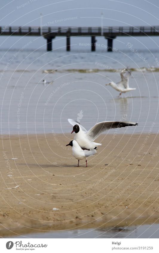 Mating of a pair of seagulls on the beach, in the background a pier Environment Nature Landscape Animal Sand Water Spring Beach Baltic Sea Island Usedom Bridge