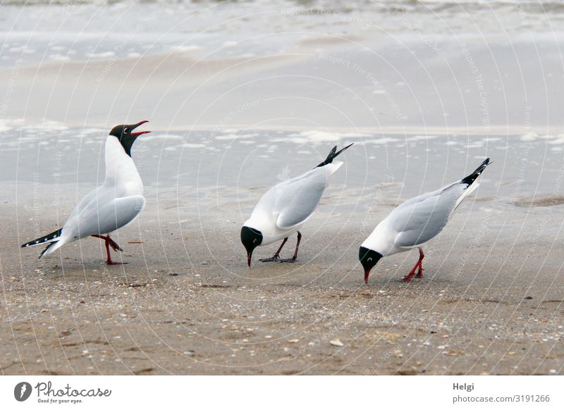 three seagulls on the beach, one scolding, two ducking submissively Environment Nature Animal Sand Water Spring Beach Baltic Sea Island Usedom Wild animal Bird