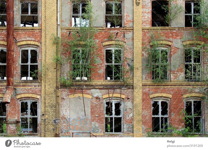 Facade of an old historic brick building with destroyed windows and green vegetation Environment Plant Tree Chemnitz Building Wall (barrier) Wall (building)