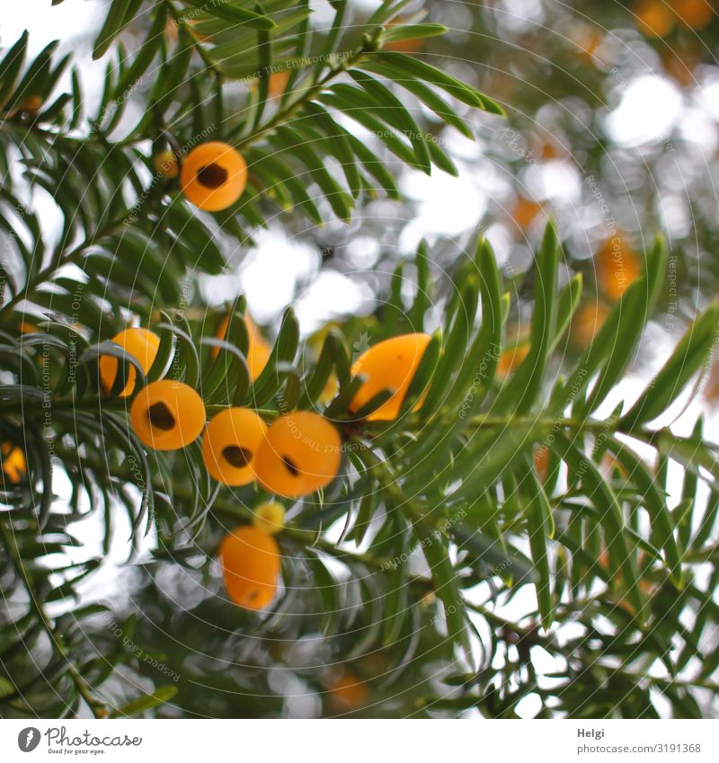 Close-up of branches of a yew tree with yellow fruiting bodies in backlight with Bokeh Environment Nature Plant Autumn Beautiful weather Tree Yew fruiting body