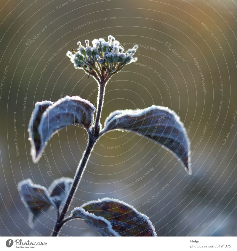 Hoarfrost on a plant with leaves and flowering in autumn Environment Nature Plant Autumn Beautiful weather Ice Frost Leaf Blossom Park Blossoming Freeze Growth