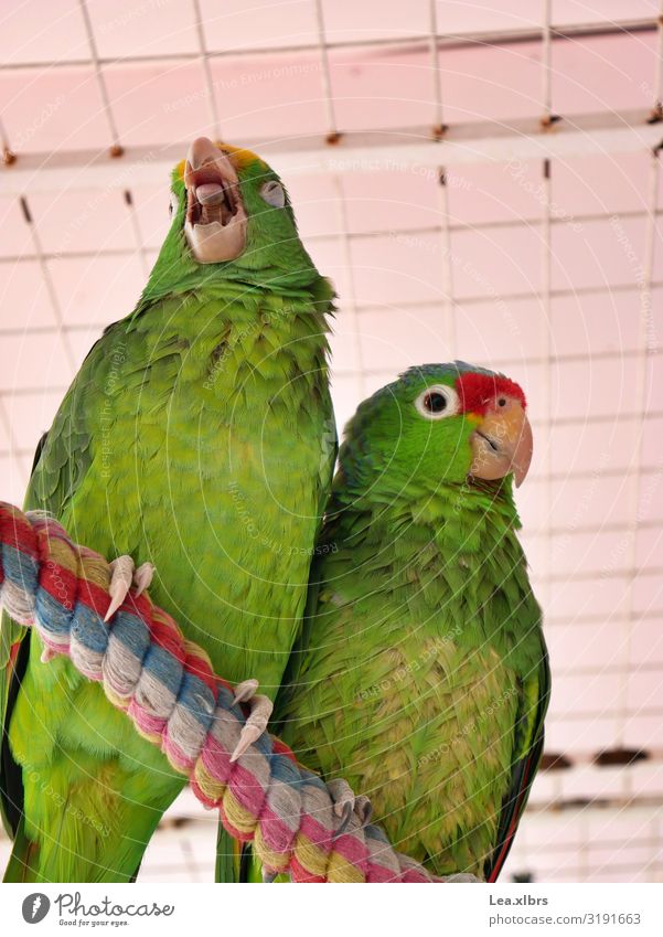 Tired Parrot Tourism Summer Nature Warmth Virgin forest Fishing village Pet Bird Animal face Wing Claw 2 Pair of animals Observe Relaxation Sit Dream Elegant
