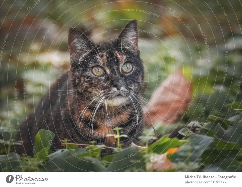 Cat in autumn leaves Nature Animal Autumn Beautiful weather Leaf Pet Animal face Pelt Head Face Eyes Ear Nose Muzzle Whisker 1 Observe Glittering Looking Near