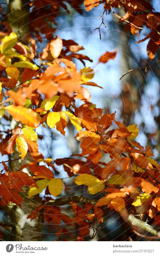 A few more colourful autumn leaves Nature Plant Autumn Beautiful weather Tree Leaf Deciduous tree Forest Hang Illuminate Multicoloured Yellow Orange Moody