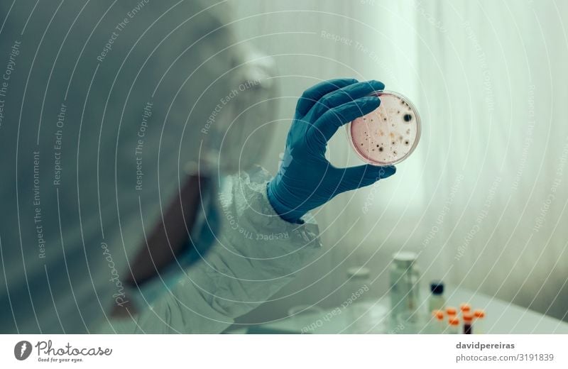 Scientist examining virus in petri dish in a laboratory Illness Laboratory Human being Woman Adults Hand Suit Gloves Safety Protection Petri dish Virus isolate