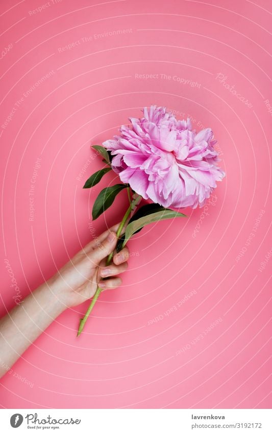Woman's hand holding peony on pink background Fingers Young woman Hand Blossom leave Seasons Bright Natural Blossoming Leaf Garden Summer Beauty Photography