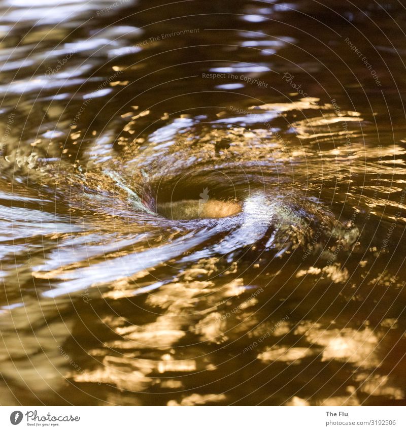 Liquid Gold Water Rotate Glittering Silver Well Swirl Night shot Whirlpool Drainage Hollow Waves Vanished Colour photo Exterior shot Detail Deserted