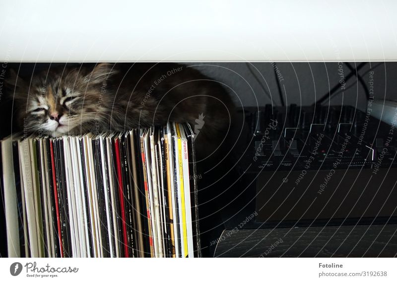 The DJ's cat Animal Pet Cat Animal face Pelt 1 Baby animal Small Near Natural Feminine Soft Gray Red Black White Fatigue Record Record player Disc jockey Sleep