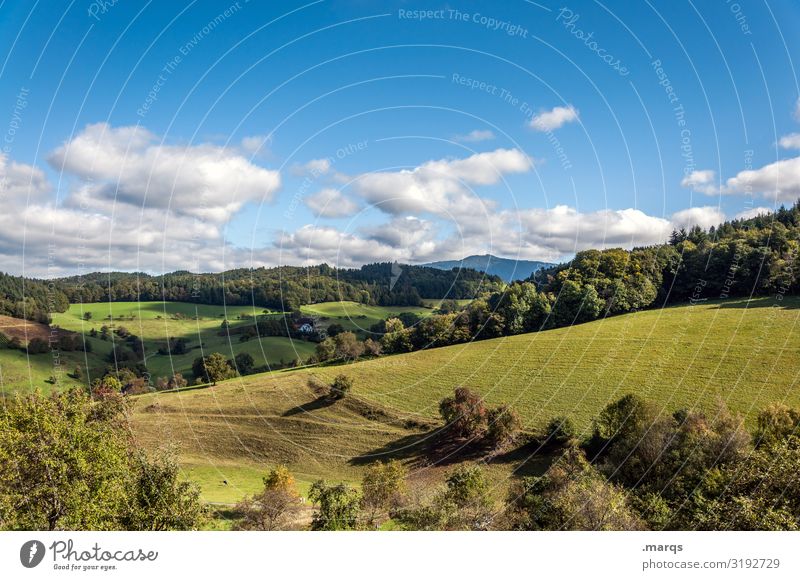 Black Forest rural Freedom Moody already natural Simple Relaxation hillock Meadow tree Beautiful weather Summer Clouds Sky Landscape Nature Trip Tourism