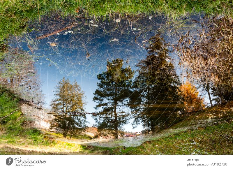 Landunter Environment Nature Plant Cloudless sky Summer Autumn Climate change Beautiful weather Tree Meadow Moody Perspective Deluge Water Puddle Colour photo