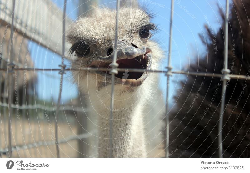 Smiling Ostrich Animal 1 Feeding Colour photo Exterior shot Day Central perspective Animal portrait Looking into the camera