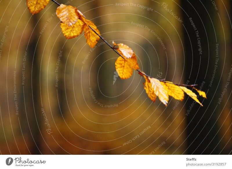 autumn branch beech branch beech leaves autumn mood Autumn leaves autumn colours autumn leaves Autumnal autumn impression Autumnal colours Twig Seasons October