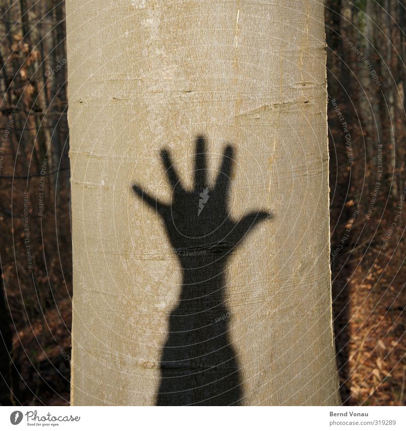 Tree shadow high 5 Hiking Forest Arm Hand Environment Nature Plant Sun Sunlight Tree bark Tree trunk Wood Sign Digits and numbers Relaxation Playing Throw Gray