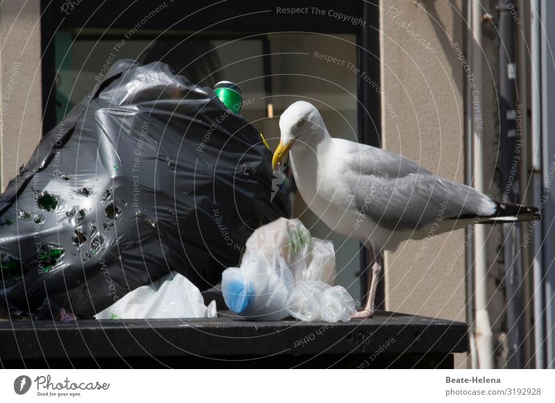 Garbage in plastic bags Environment Beautiful weather Town Downtown Street Roadside Bird Seagull Plastic packaging Plastic bag Threat Dirty Disgust Creepy