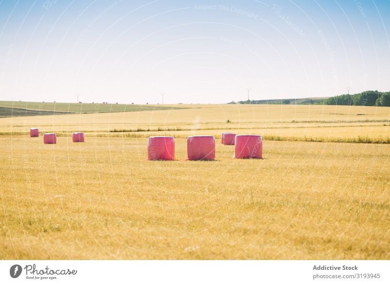 Bales wrapped with pink plastic Agriculture Bale of straw Breasts Cancer Wrap Cereal Landscape Farm Field Gold Grain Harvest Hay Haystack Nature Pink Plastic