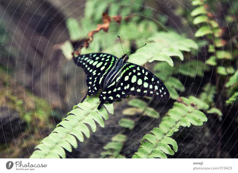 Chameleon 2.0 Environment Nature Plant Animal Wild animal Butterfly Wing Zoo 1 Exotic Natural Green Pattern Colour photo Exterior shot Macro (Extreme close-up)