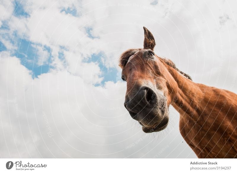 from below view of crop brown horse head in a cloudy background Horse Beautiful Ranch Sunlight Nature Chestnut Pasture fauna Crest Companion Idyll Blonde Mammal