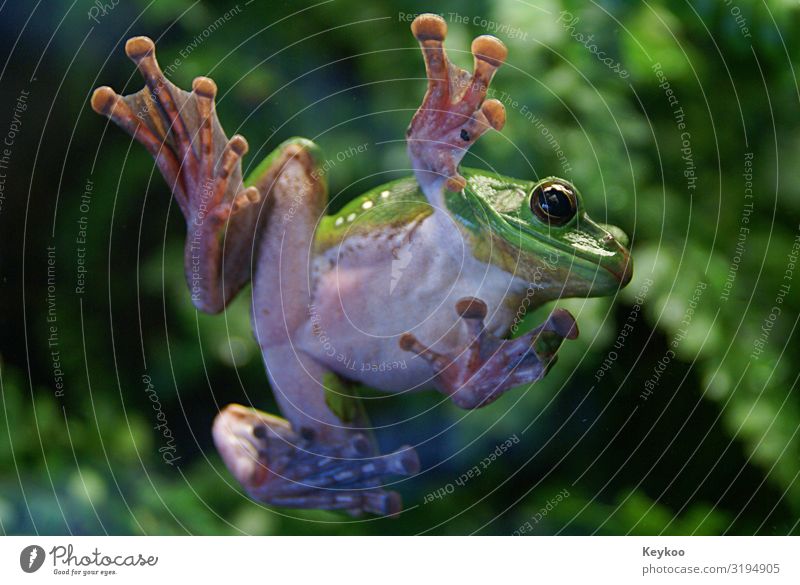 Cool Frog Animal Wild animal Zoo 1 Jump Funny Green Colour photo Interior shot Animal portrait Looking into the camera