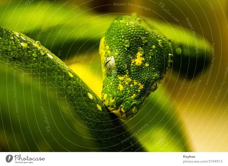 Snake after the sport Nature Animal Wild animal Animal face Zoo 1 Green Colour photo Close-up Central perspective Animal portrait