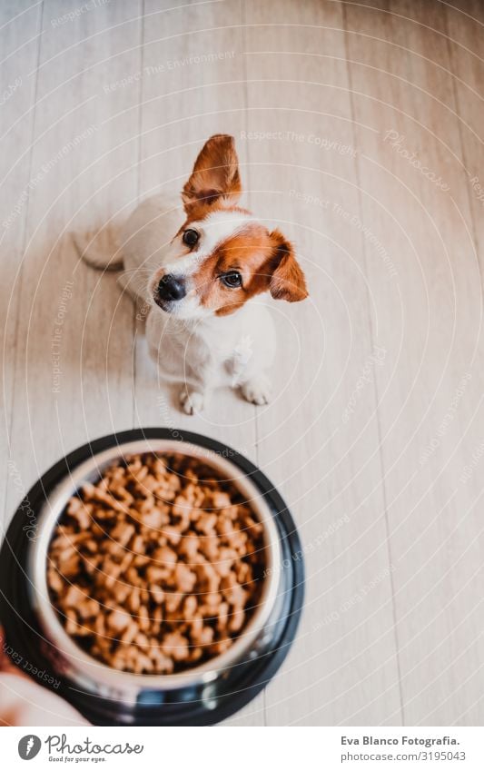 cute small jack russell dog at home waiting to eat his food in a bowl. Pets indoors Dog Food Jack Russell terrier Bowl Home Appetite Day To feed Eating Wait Sit