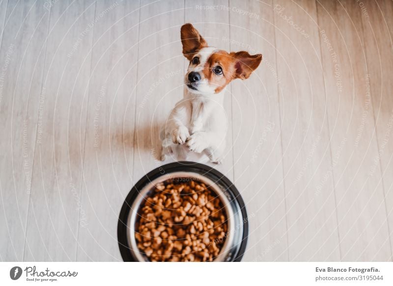 cute small jack russell dog at home waiting to eat his food in a bowl. Pets indoors Dog Food Jack Russell terrier Bowl Home Appetite Day To feed Eating Wait Sit