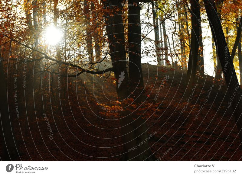 Brandenburg Autumn III Environment Nature Landscape Plant Elements Air Sun Sunlight Beautiful weather Forest Glittering Illuminate Gray Orange Calm Loneliness