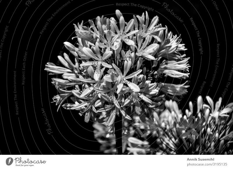 White Flowers With Open Buds Against A Black Background A