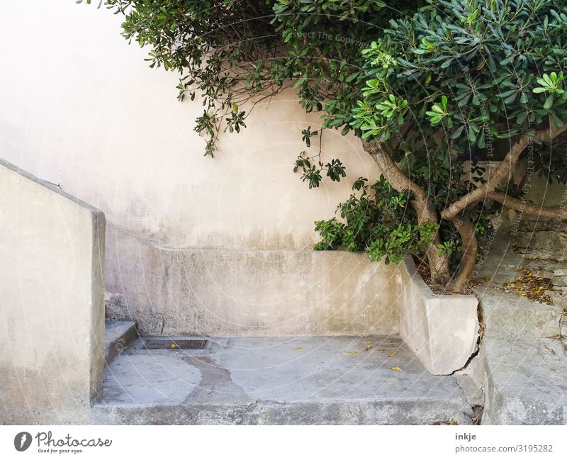Corsica Summer Beautiful weather Tree Exotic Village Small Town Deserted Wall (barrier) Wall (building) Stairs Facade Bright Brown Green Mediterranean
